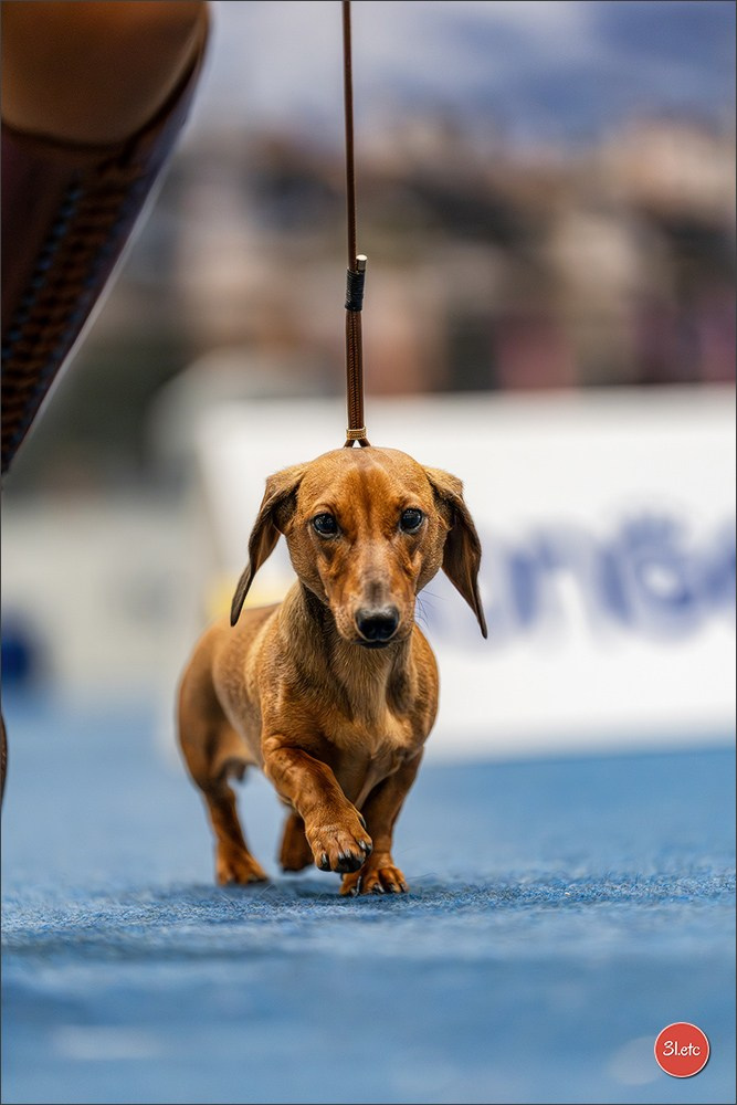 Dog Show Liege 🇧🇪 2026