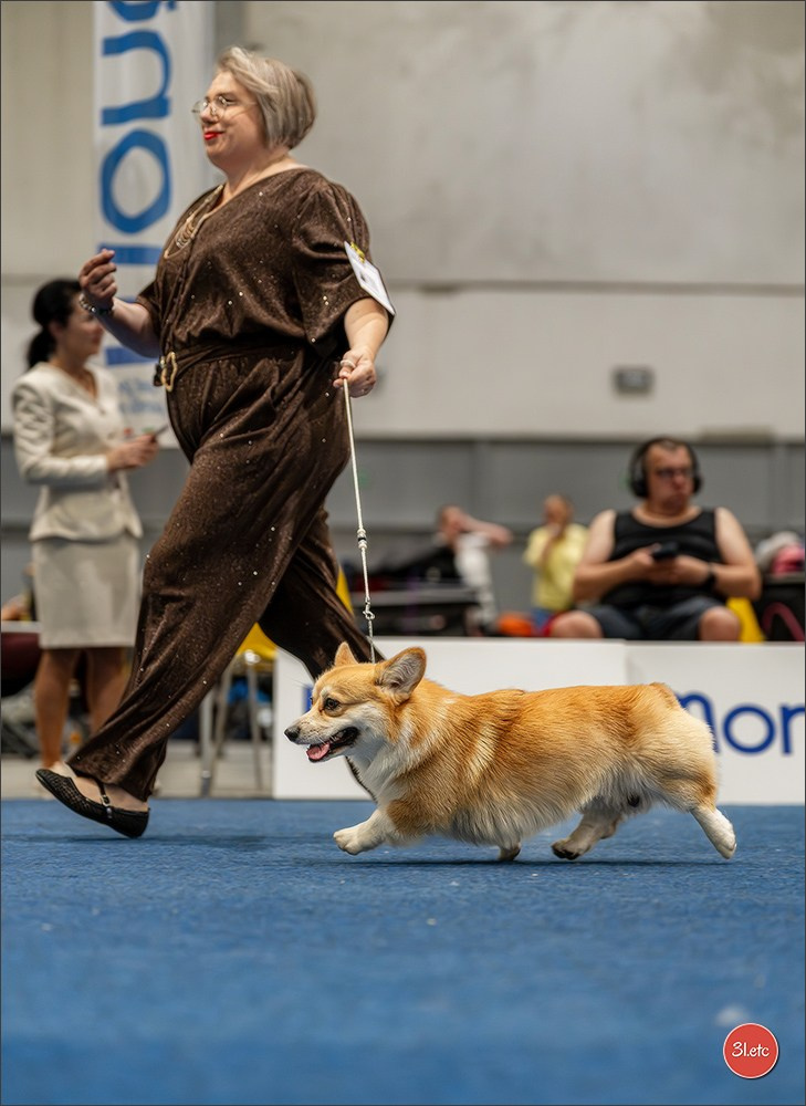 Dog Show Liege 🇧🇪 2026
