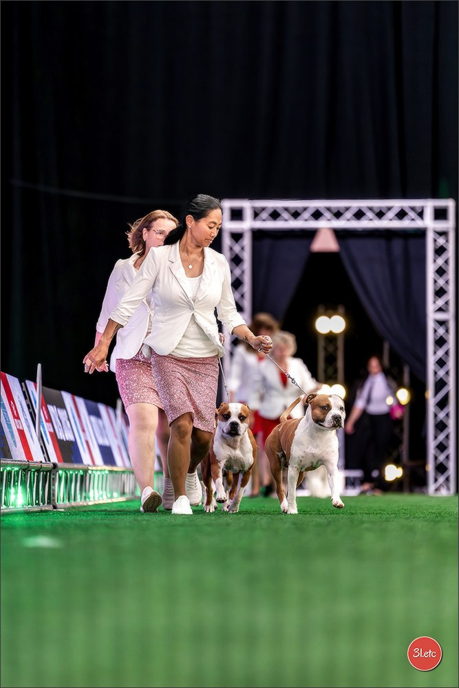 WDS 2026  🇮🇹  Bologna