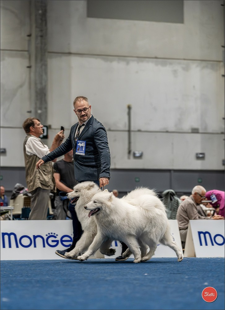 Dog Show Liege 🇧🇪 2026