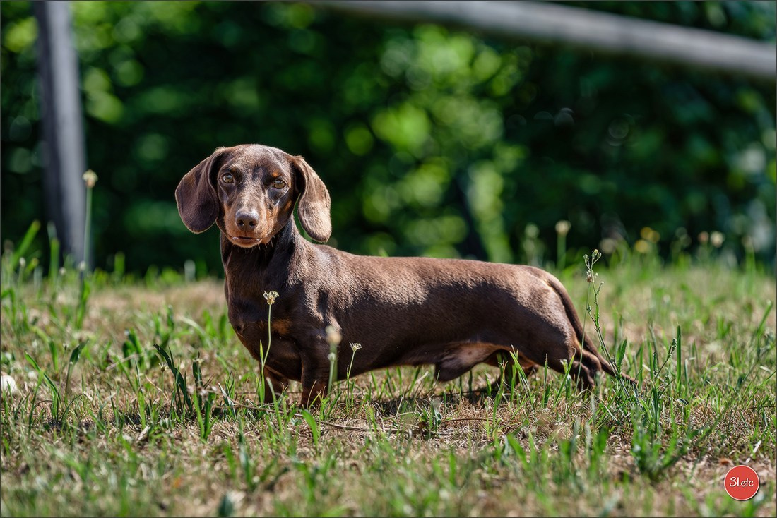 🇨🇭 Aarau Dog Show 2026