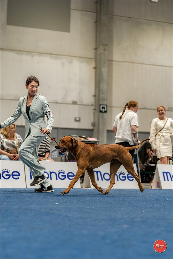 Dog Show Liege 🇧🇪 2026
