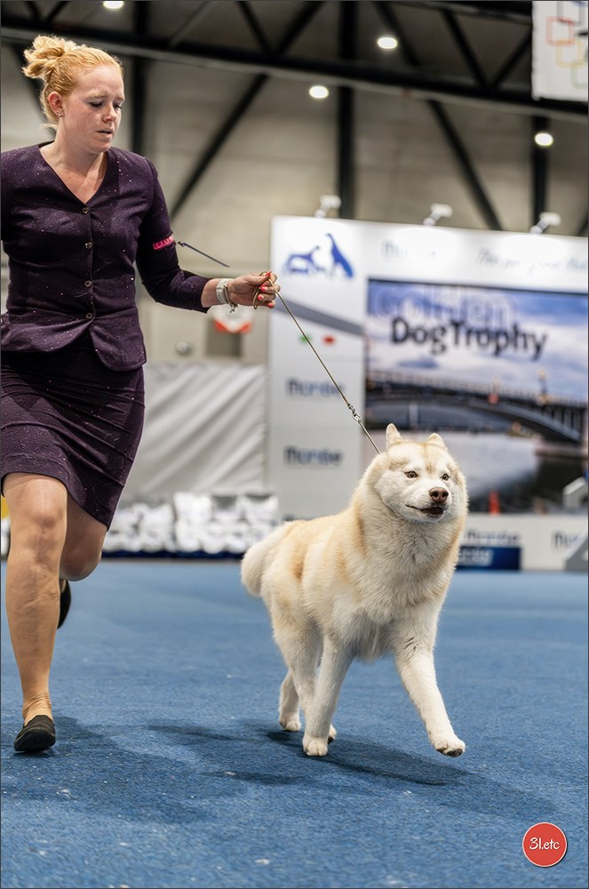 Dog Show Liege 🇧🇪 2026