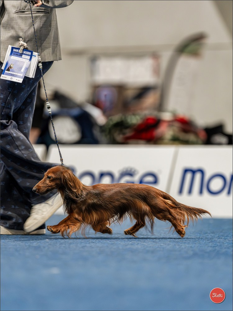 Dog Show Liege 🇧🇪 2026
