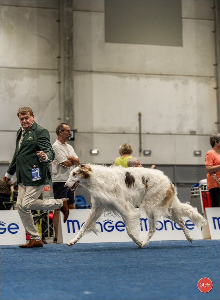 Dog Show Liege 🇧🇪 2026
