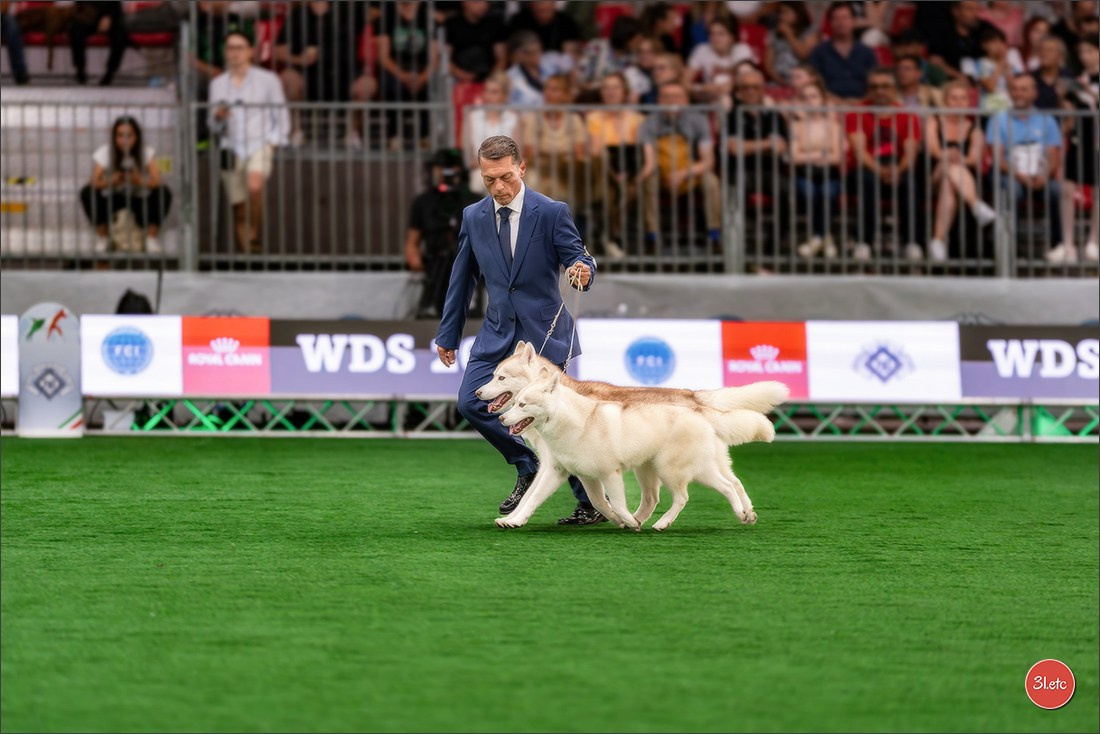 WDS 2026  🇮🇹  Bologna