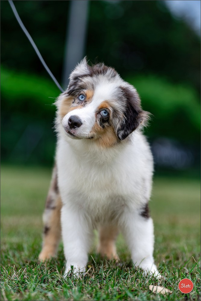 R.E. Berger Blanc Suisse - Beinheim 🇫🇷 (67)