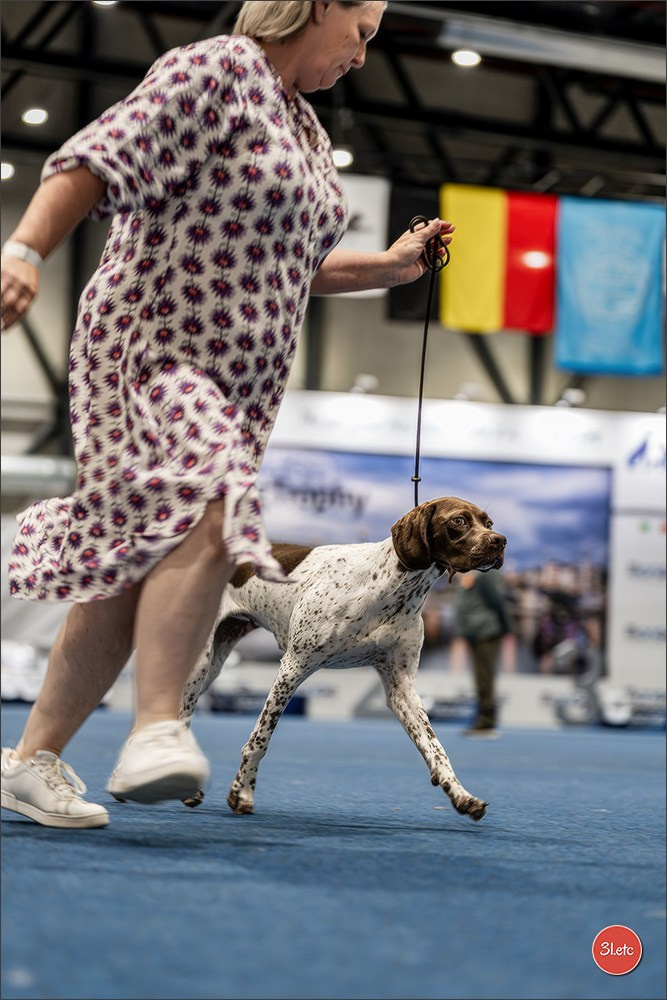Dog Show Liege 🇧🇪 2026