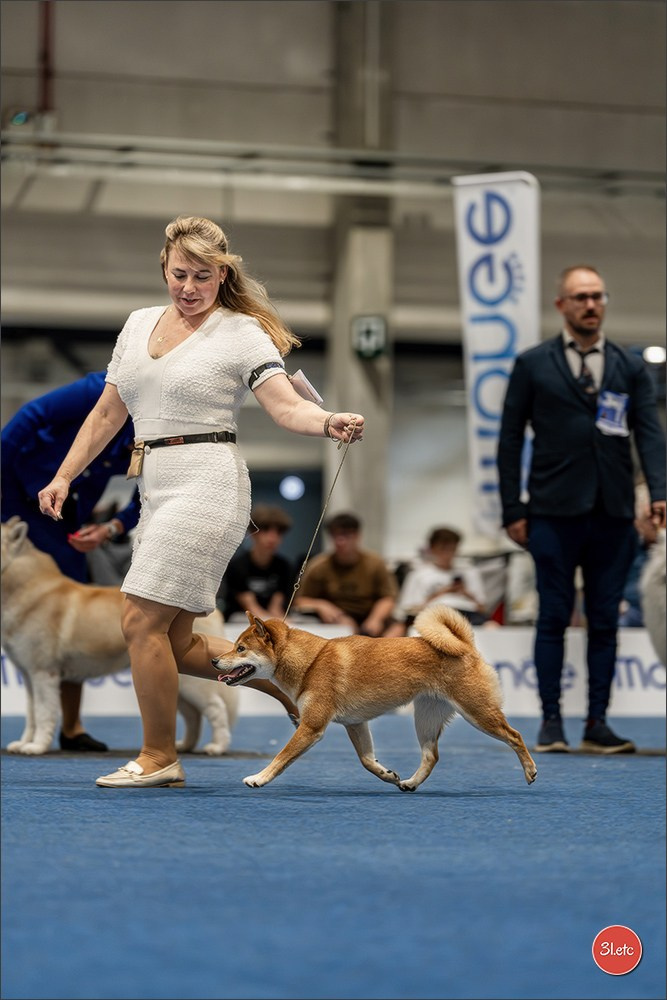 Dog Show Liege 🇧🇪 2026