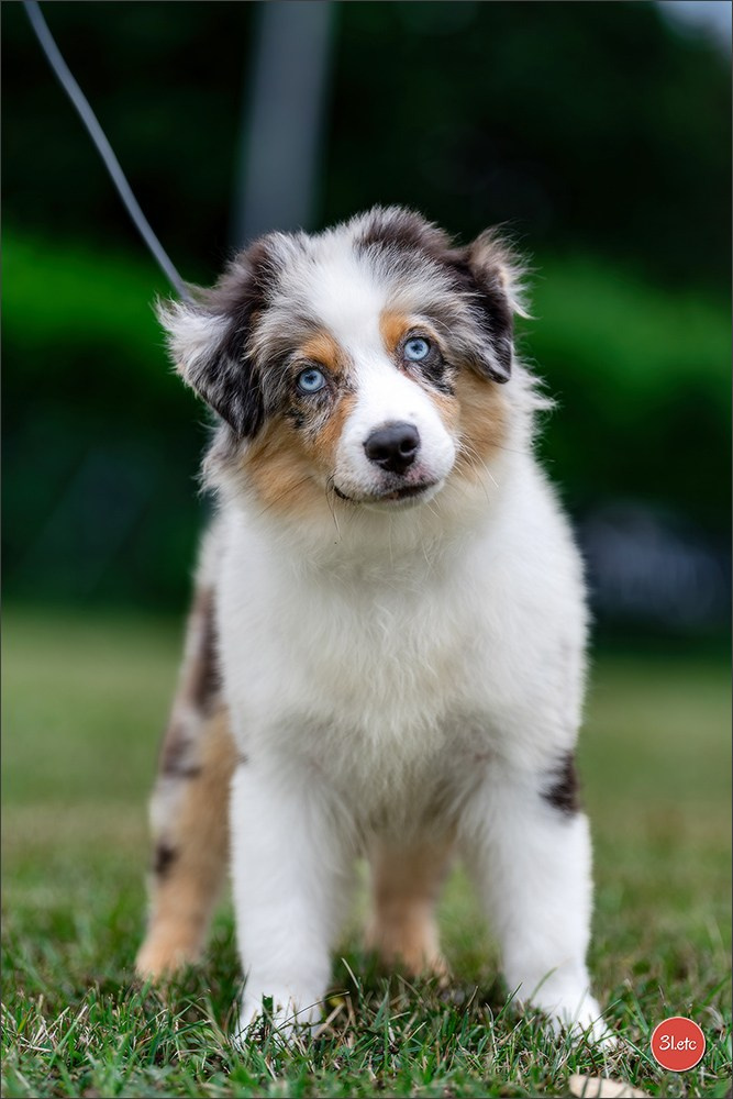 R.E. Berger Blanc Suisse - Beinheim 🇫🇷 (67)