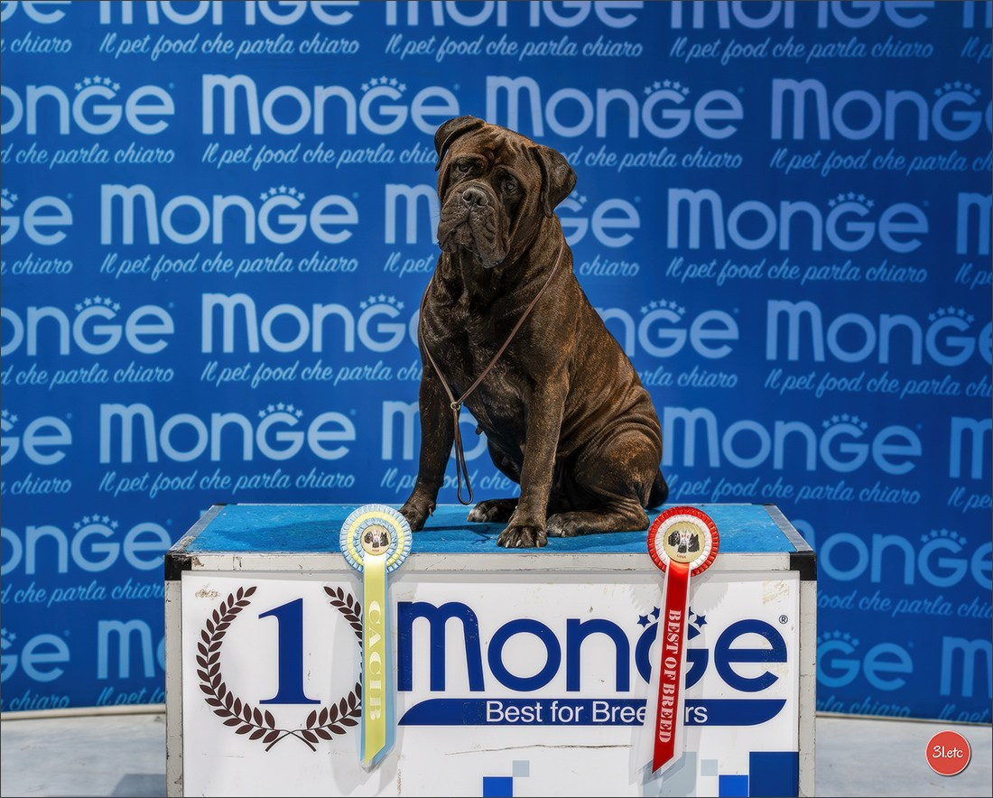 Dog Show Liege 🇧🇪 2026