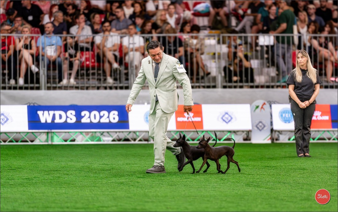 WDS 2026  🇮🇹  Bologna