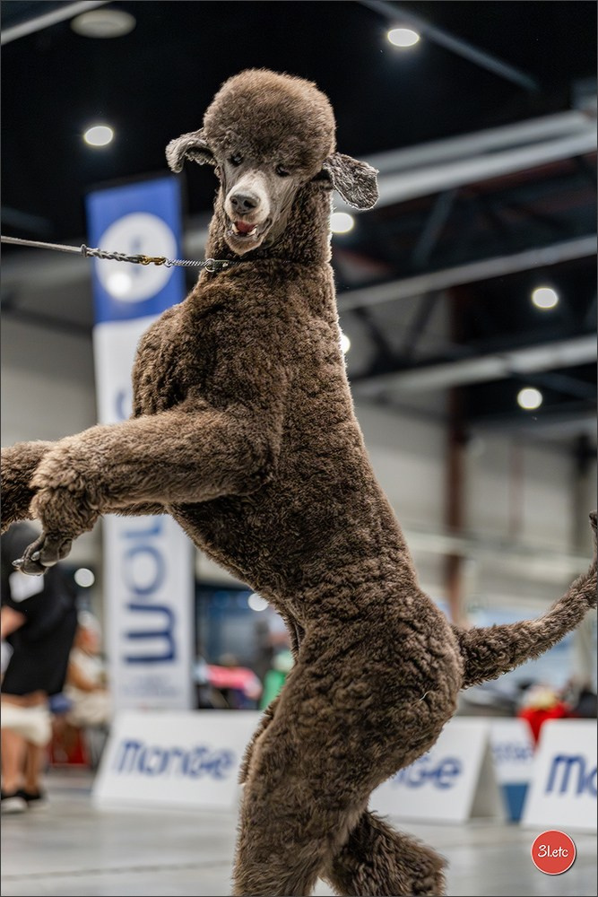 Dog Show Liege 🇧🇪 2026