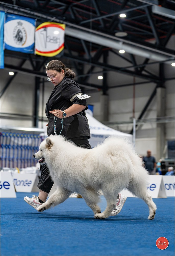 Dog Show Liege 🇧🇪 2026