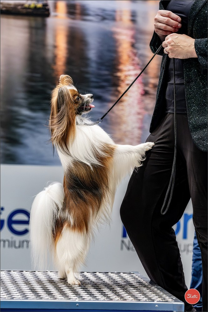 Dog Show Liege 🇧🇪 2026