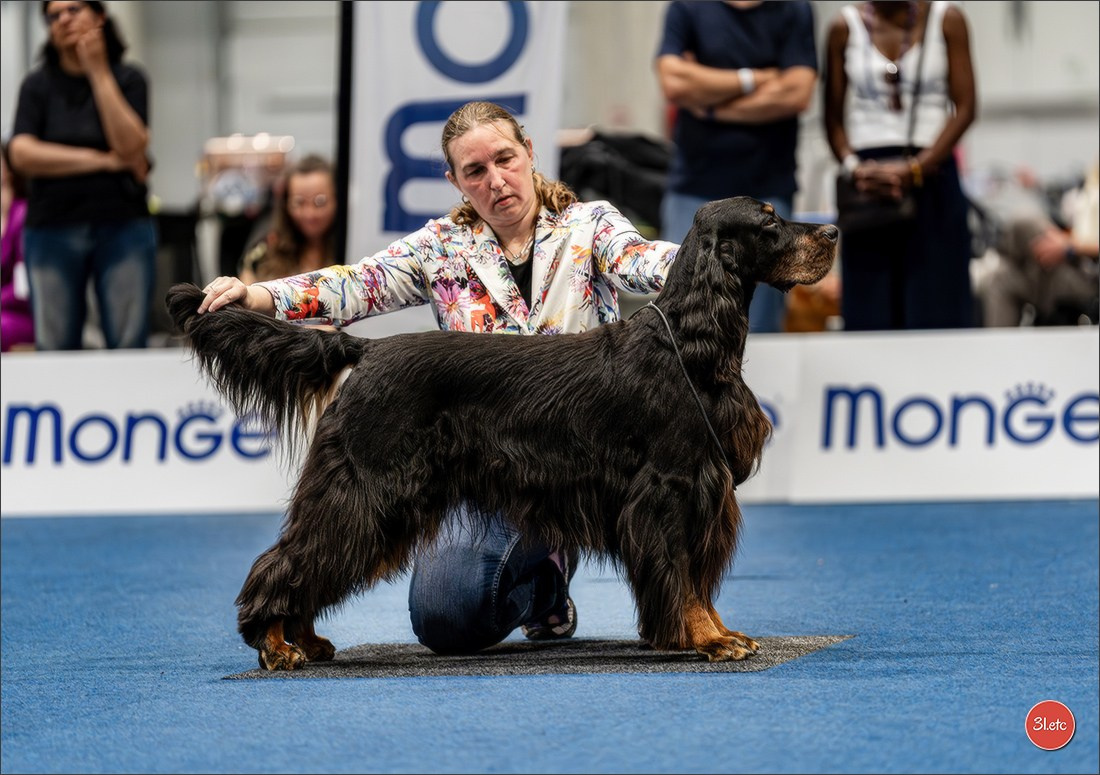 Dog Show Liege 🇧🇪 2026