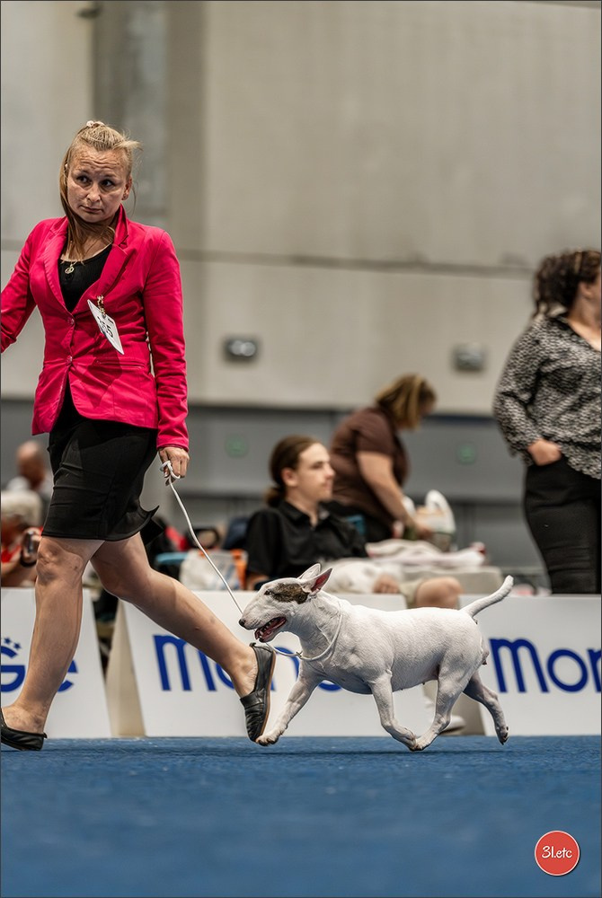 Dog Show Liege 🇧🇪 2026