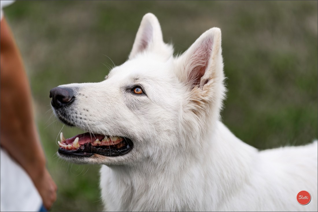 R.E. Berger Blanc Suisse - Beinheim 🇫🇷 (67)