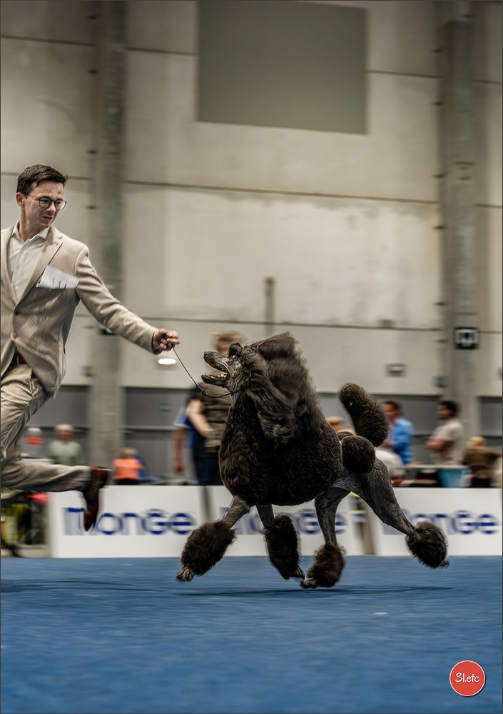 Dog Show Liege 🇧🇪 2026