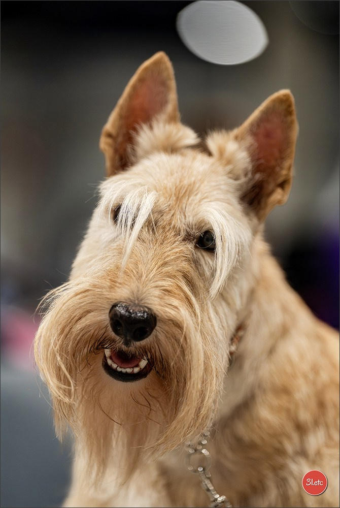 Dog Show Liege 🇧🇪 2026