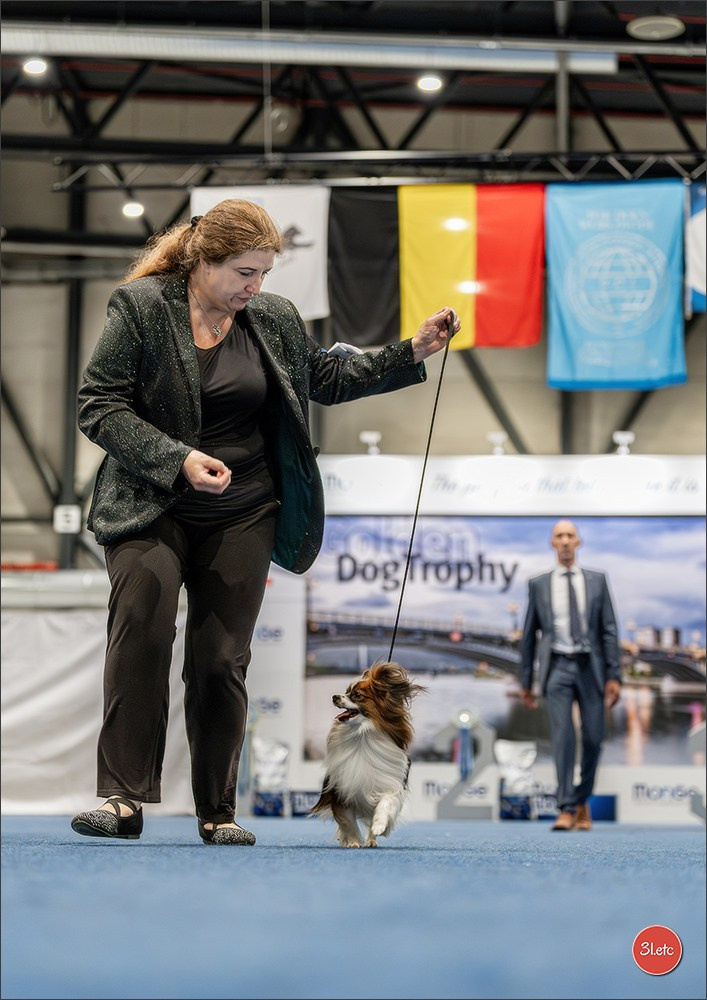 Dog Show Liege 🇧🇪 2026