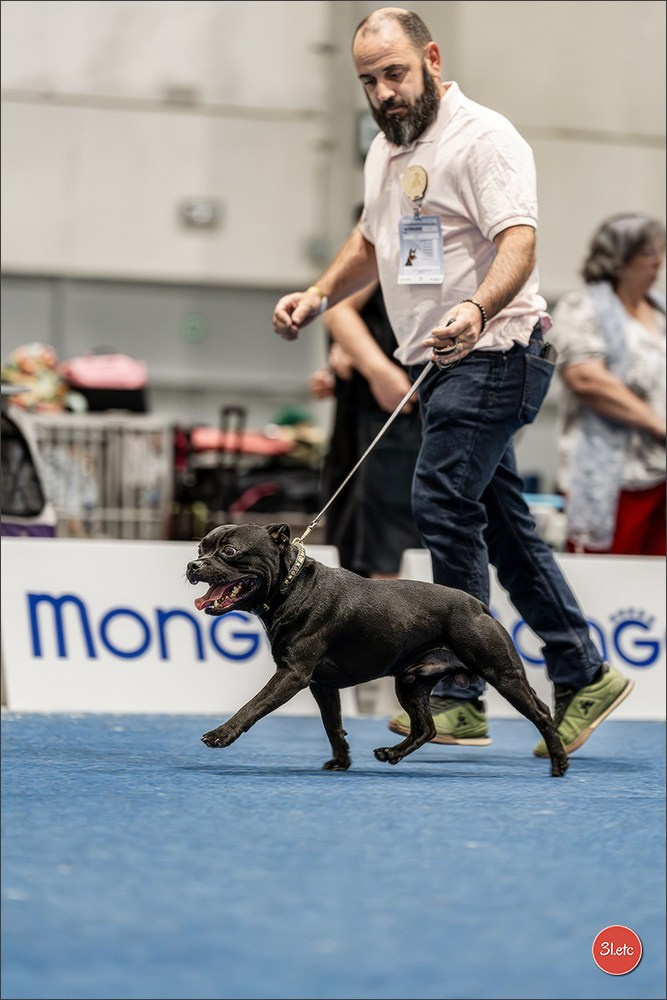 Dog Show Liege 🇧🇪 2026