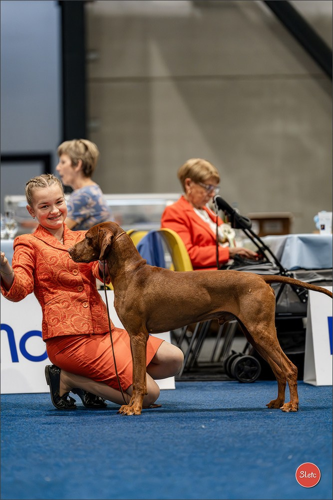 Dog Show Liege 🇧🇪 2026