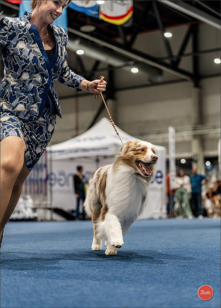 Dog Show Liege 🇧🇪 2026