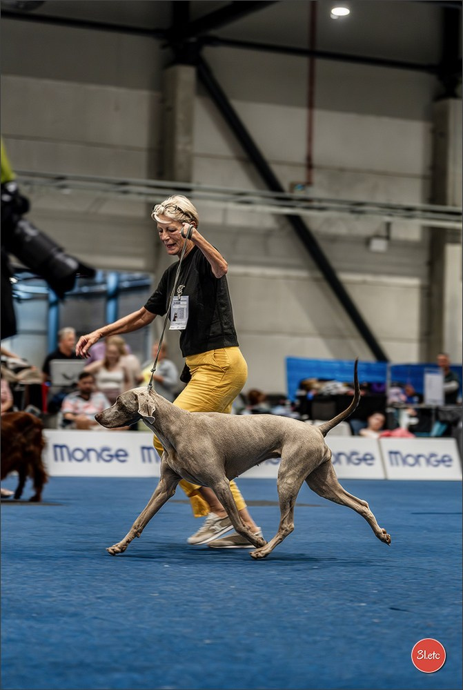 Dog Show Liege 🇧🇪 2026