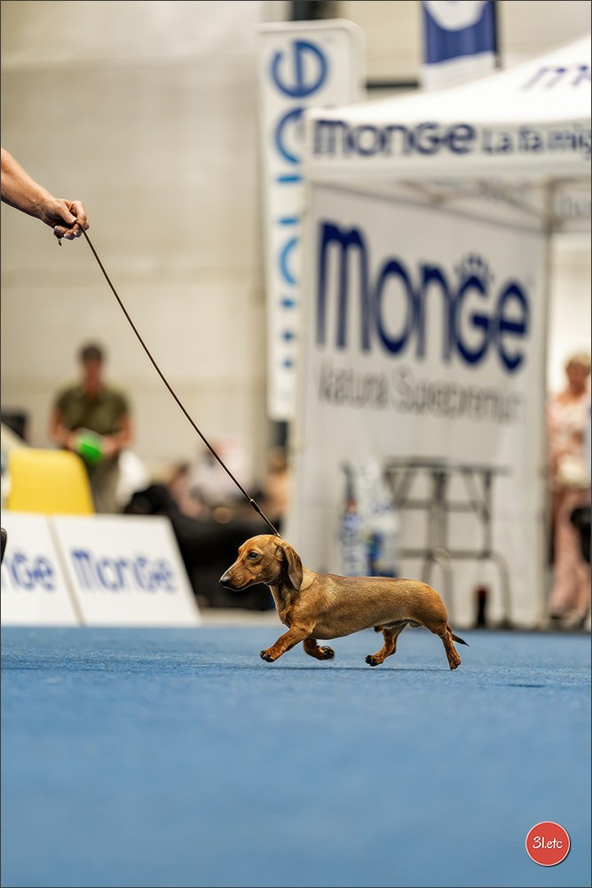 Dog Show Liege 🇧🇪 2026