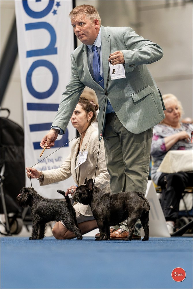 Dog Show Liege 🇧🇪 2026
