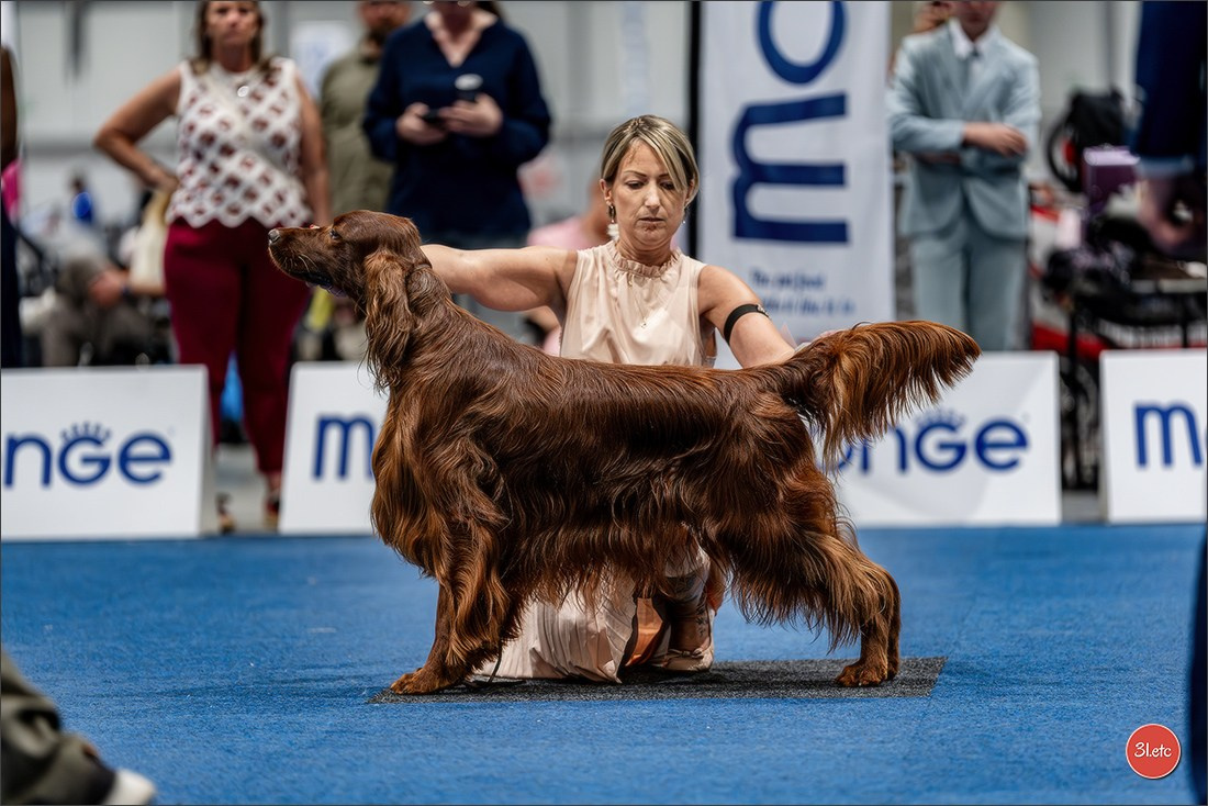 Dog Show Liege 🇧🇪 2026