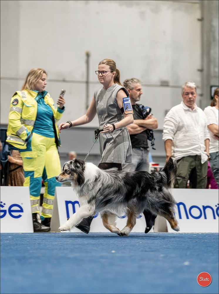 Dog Show Liege 🇧🇪 2026