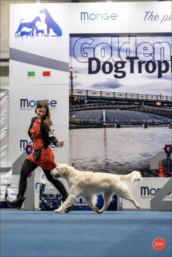 Dog Show Liege 🇧🇪 2026