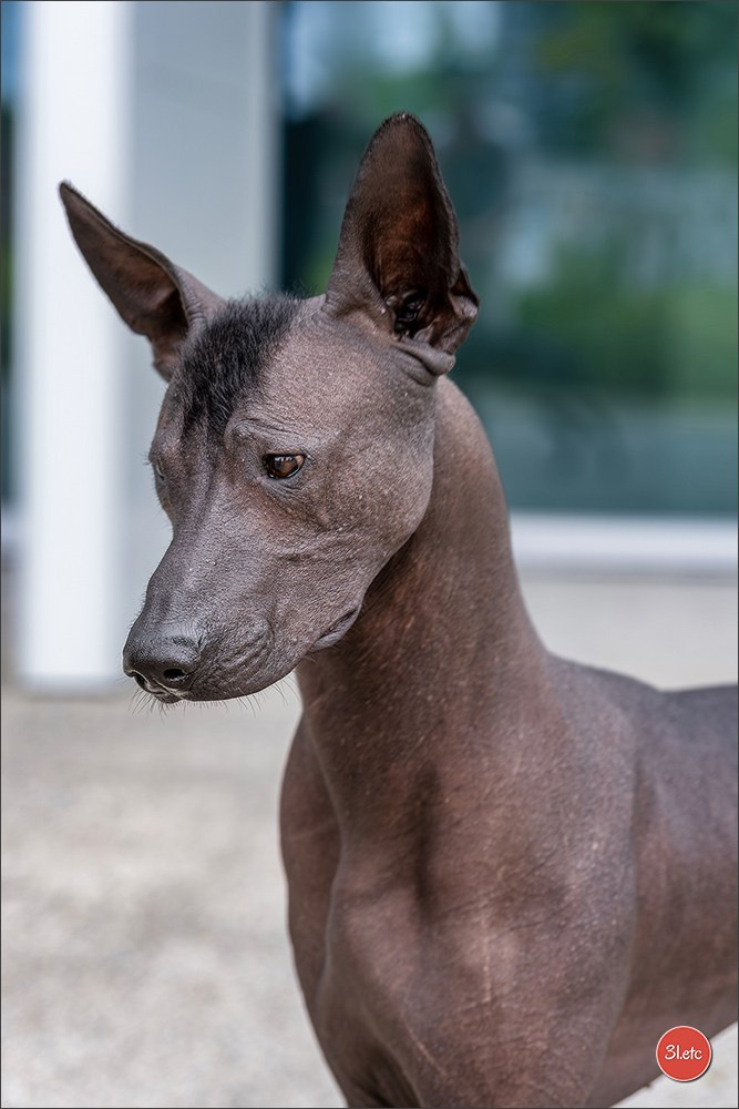 Dog Show Liege 🇧🇪 2026