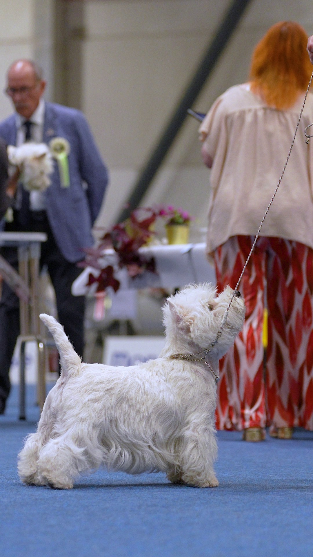 Dog Show Liege 🇧🇪 2026