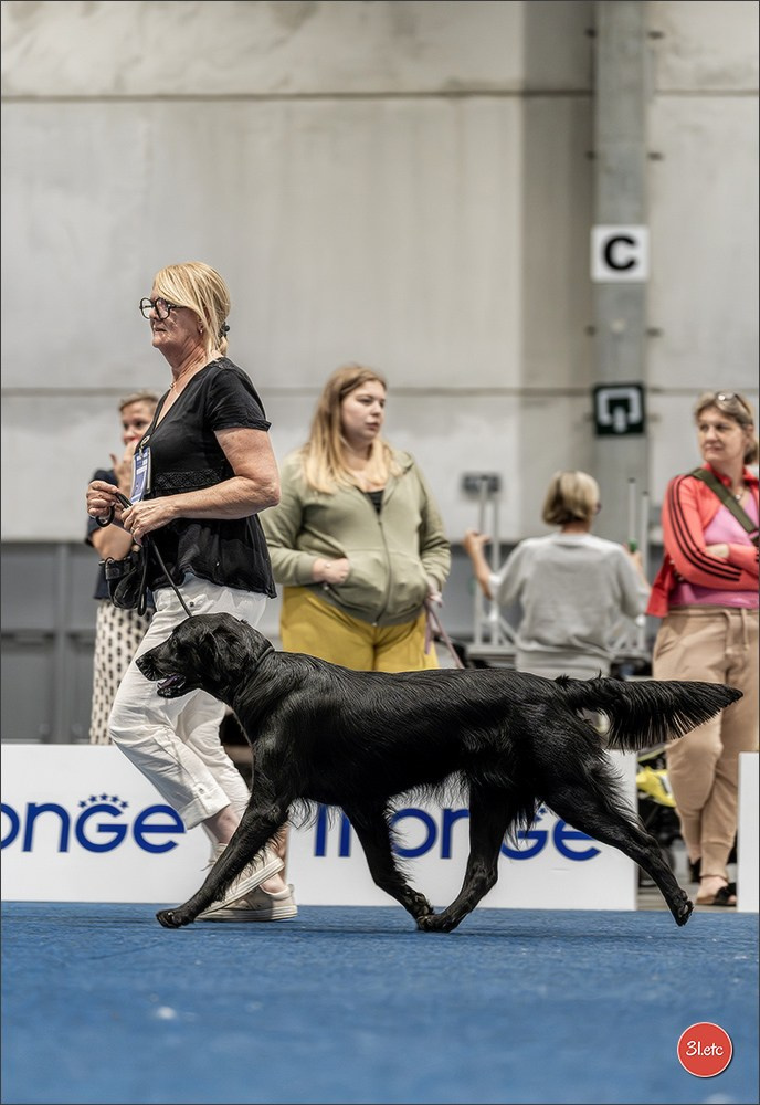 Dog Show Liege 🇧🇪 2026