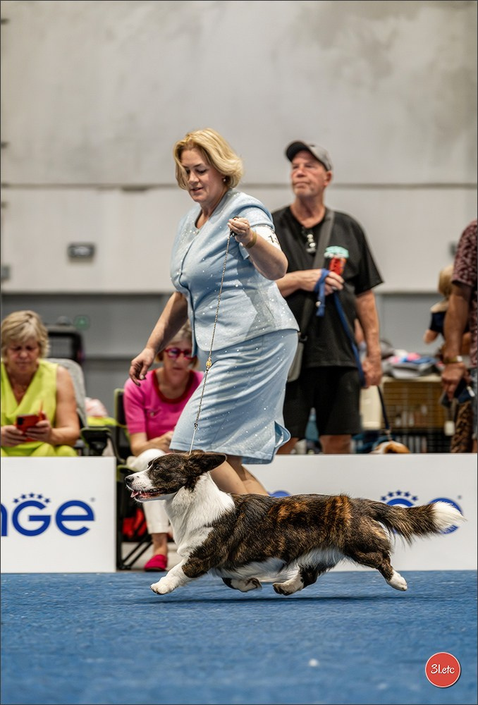 Dog Show Liege 🇧🇪 2026