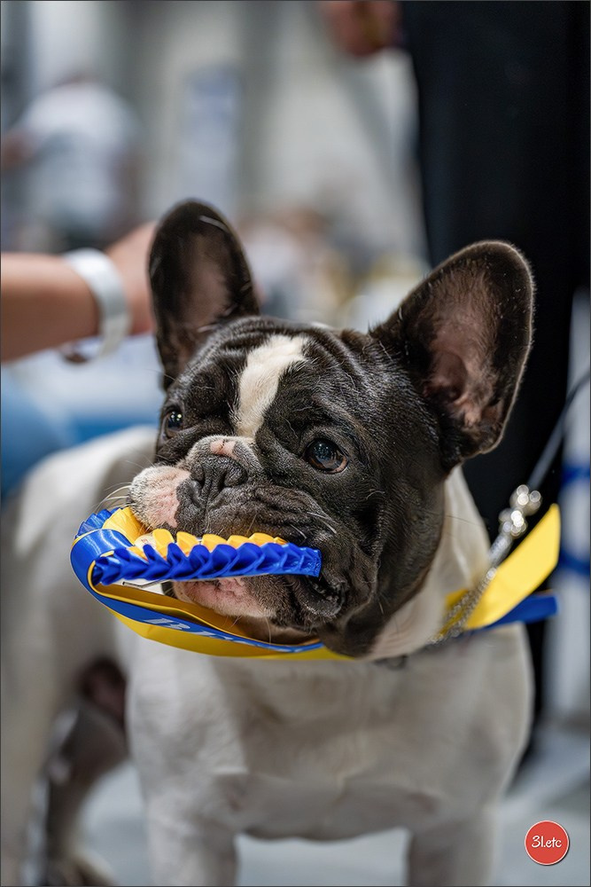 Dog Show Liege 🇧🇪 2026