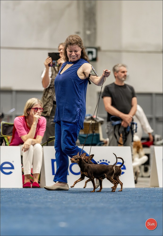 Dog Show Liege 🇧🇪 2026