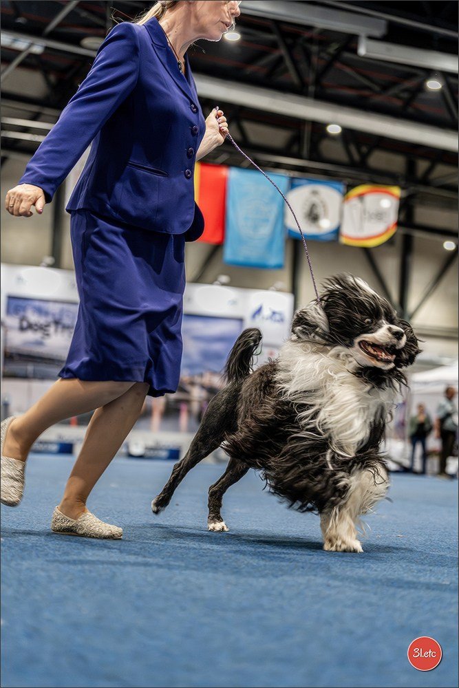 Dog Show Liege 🇧🇪 2026