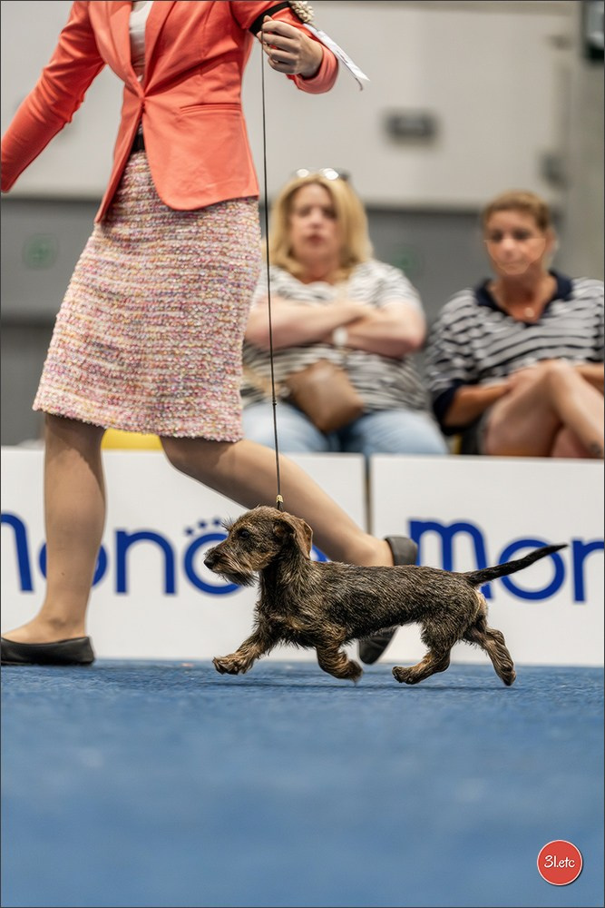 Dog Show Liege 🇧🇪 2026