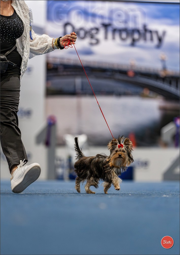 Dog Show Liege 🇧🇪 2026