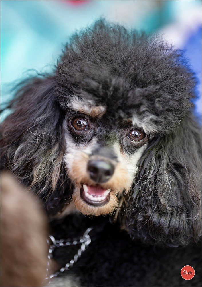 🇨🇭 Aarau Dog Show 2026