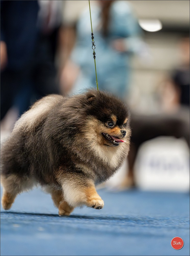 Dog Show Liege 🇧🇪 2026