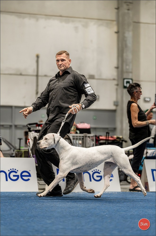 Dog Show Liege 🇧🇪 2026