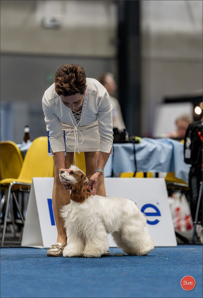 Dog Show Liege 🇧🇪 2026