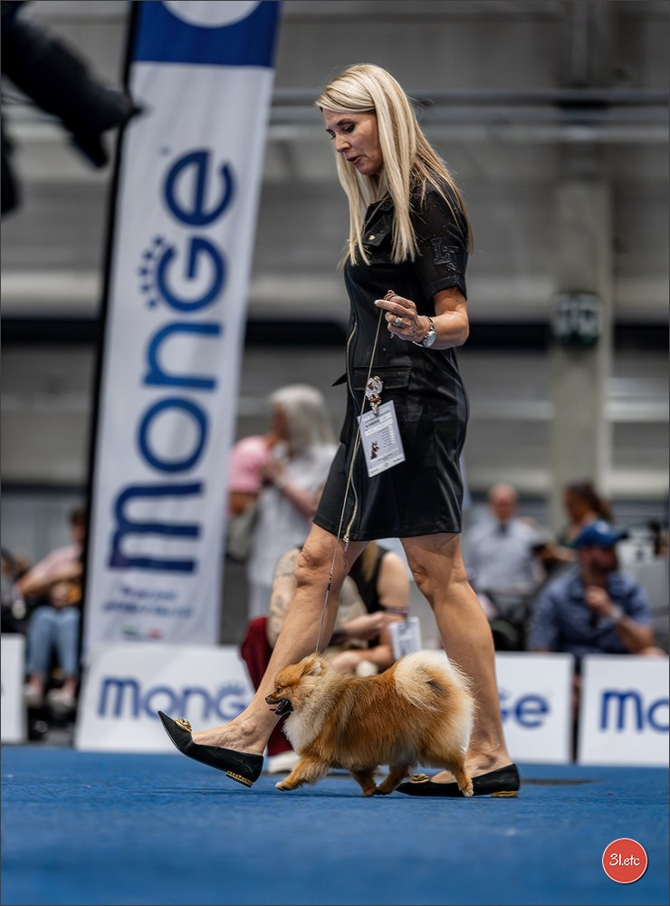 Dog Show Liege 🇧🇪 2026