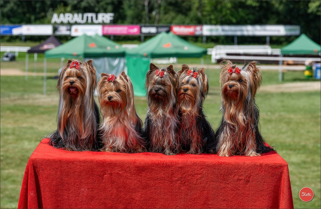 🇨🇭 Aarau Dog Show 2026