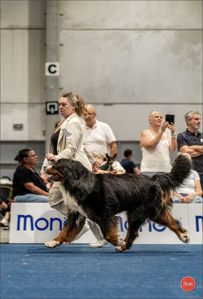 Dog Show Liege 🇧🇪 2026